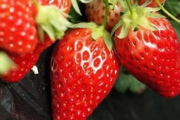 发芽的蔬菜都不能吃吗？